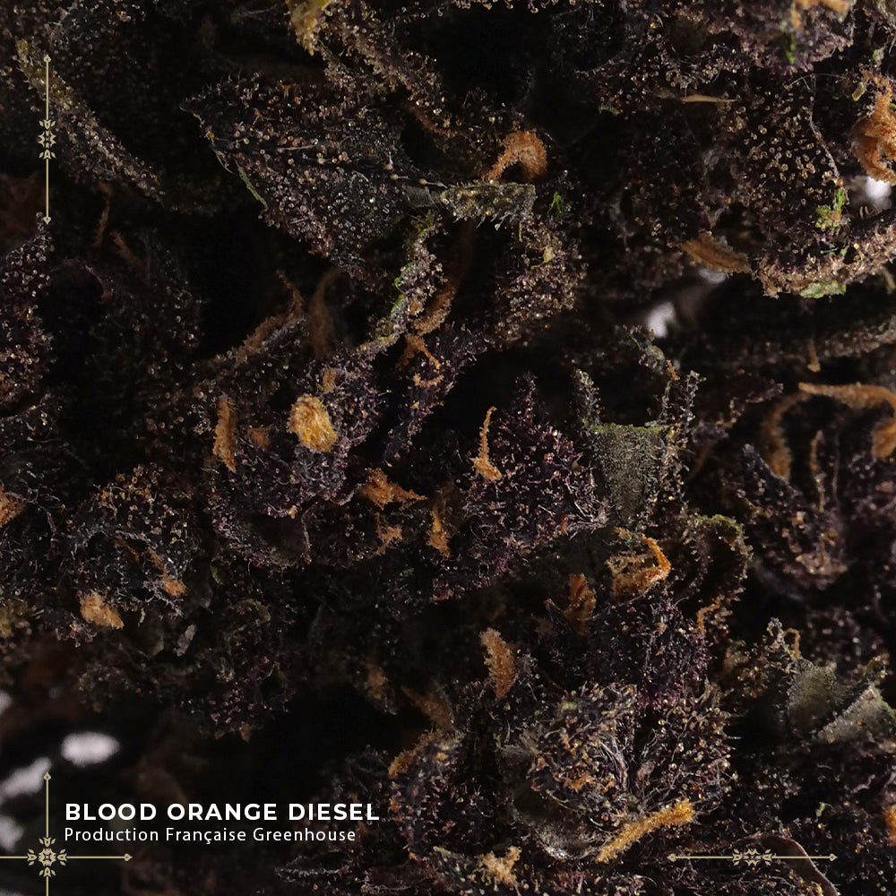 BLOOD ORANGE DIESEL