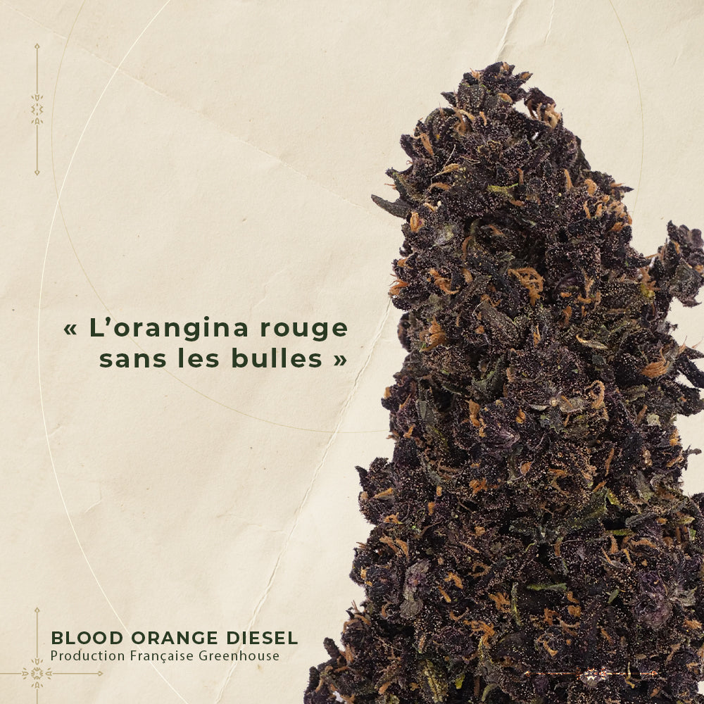 BLOOD ORANGE DIESEL