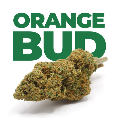 INDOOR | <b>ORANGE BUD</b>