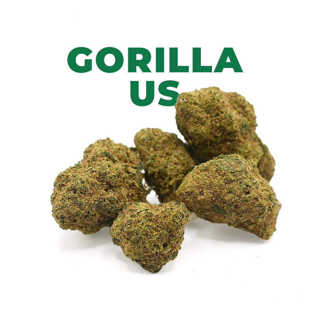 INDOOR  | <b>GORILLA GLUE</b> (Copie)