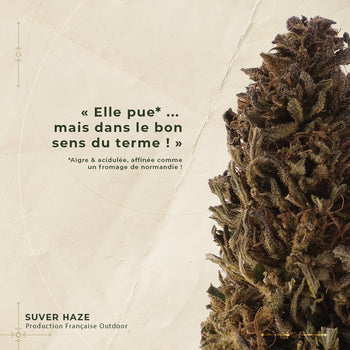 SUVER HAZE