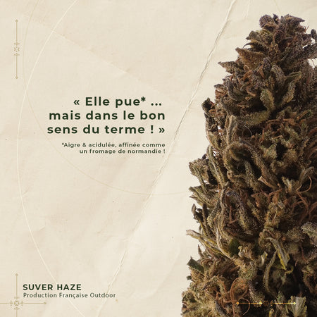 SUVER HAZE