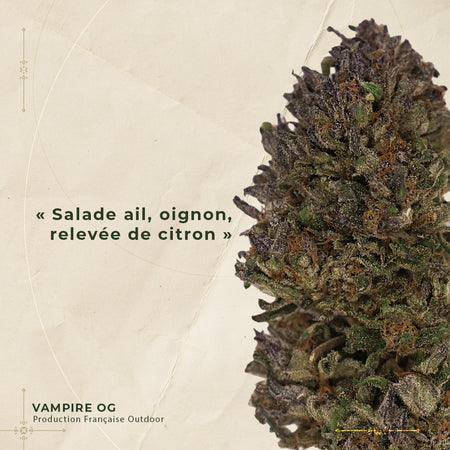Vampire Og