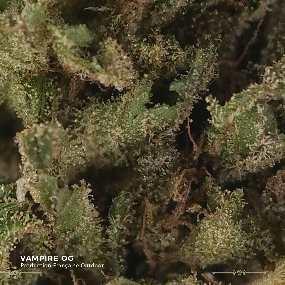 Vampire Og