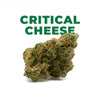 INDOOR  | <b>CRITICAL CHEESE</b>